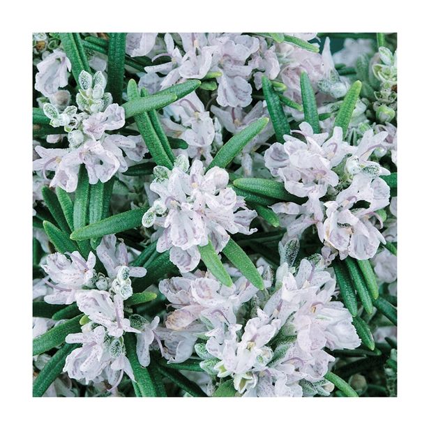 ROŽMARIN VOLMARY ROSMARINUS OFFICINALIS BRITANIA L12