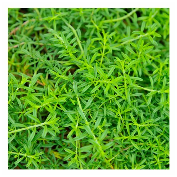 ŠETRAJ VOLMARY SATUREJA SPICIGERA KARPATEN VISEČI L12