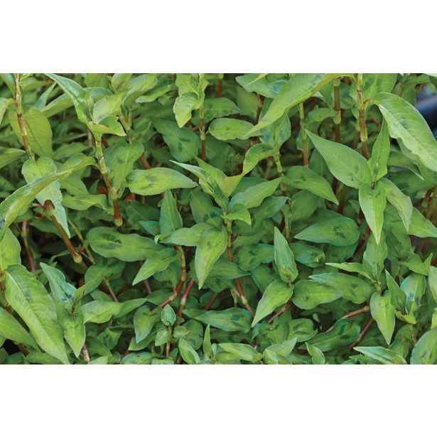 DIŠAVNICA VOLMARY VIETNAMSKI KORIANDER HALONG 12 CM