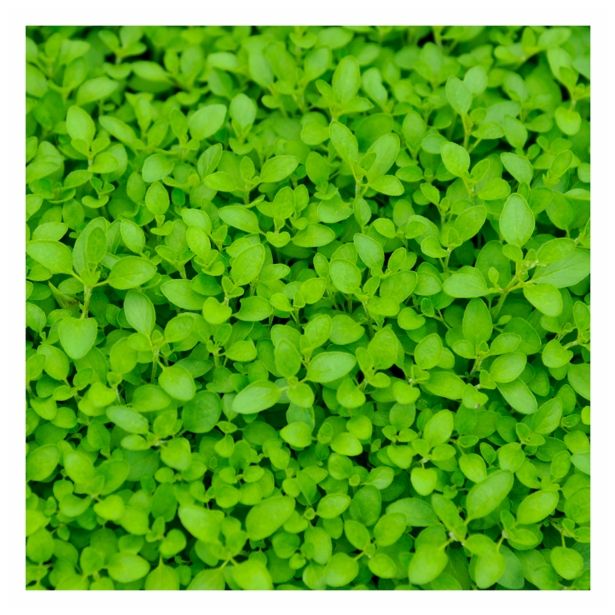 ORIGANO VOLMARY VISEČI DIABOLO L12