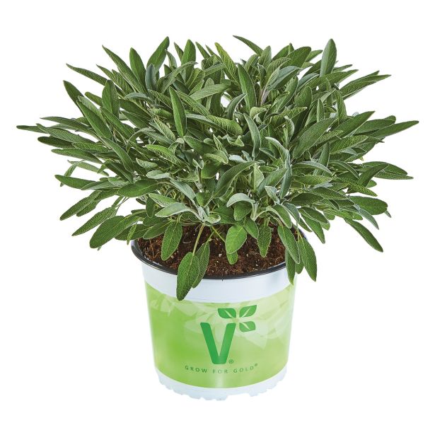 ŽAJBELJ VOLMARY VITALNI EVITA L12