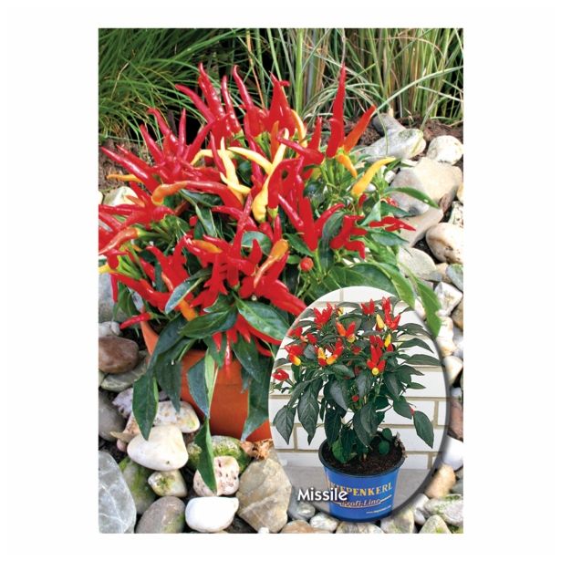 MIX DIŠAVNIC IN ZELIŠČ VOLMARY ZAČIMBNA PAPRIKA- MILD L12