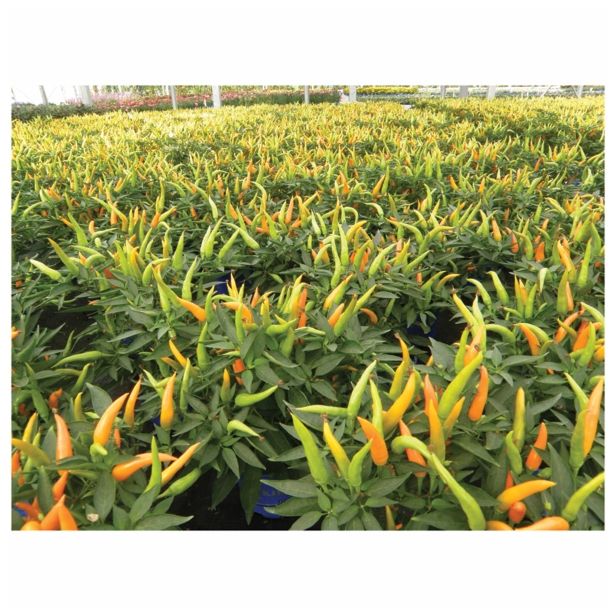 MIX DIŠAVNIC IN ZELIŠČ VOLMARY ZAČIMBNA PAPRIKA- MILD L12