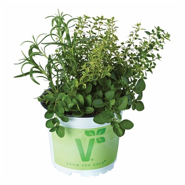 MIX DIŠAVNIC IN ZELIŠČ VOLMARY TRIO L13