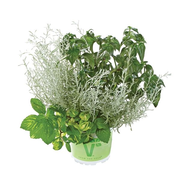 MIX DIŠAVNIC IN ZELIŠČ VOLMARY TRIO ASIA WOK L13