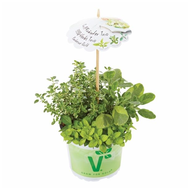 MIX DIŠAVNIC IN ZELIŠČ VOLMARY TRIO BARBECUE GOLDMIX L13