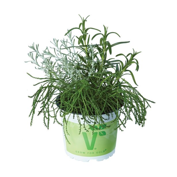 MIX DIŠAVNIC IN ZELIŠČ VOLMARY TRIO BARBECUE MIX L19