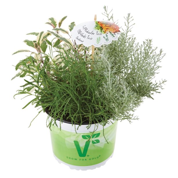 MIX DIŠAVNIC IN ZELIŠČ VOLMARY TRIO BARBECUE MIX L19