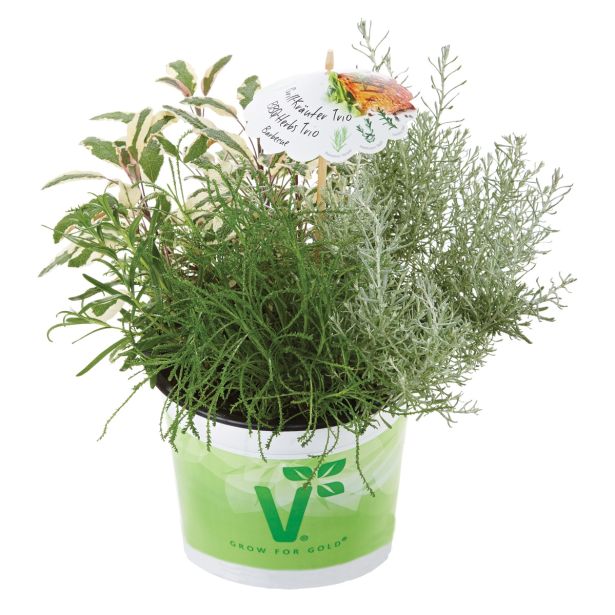 MIX DIŠAVNIC IN ZELIŠČ VOLMARY TRIO BARBECUE MIX L19