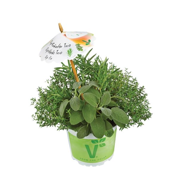 MIX DIŠAVNIC IN ZELIŠČ VOLMARY TRIO DIP FIX L13