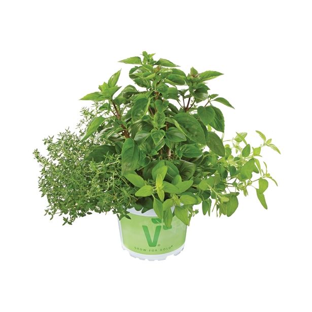 MIX DIŠAVNIC IN ZELIŠČ VOLMARY TRIO PASTA DELUXE L13