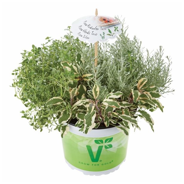 MIX DIŠAVNIC IN ZELIŠČ VOLMARY TRIO PIZZA SILVER MIX L13