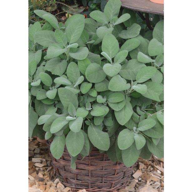 ŽAJBELJ VOLMARY ZELIŠČE ZA KOKTAIL PALOMA L12