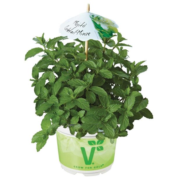 META VOLMARY ZELIŠČE ZA KOKTAJL MOJITO L12