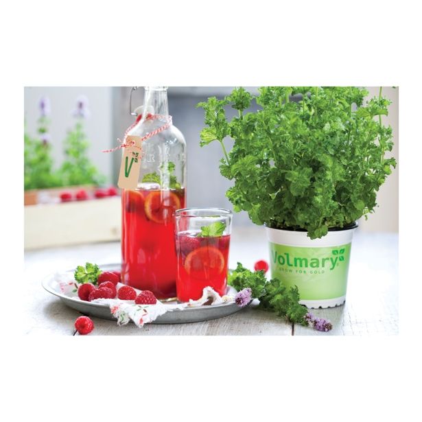 META VOLMARY ZELIŠČE ZA LIMONADO L12