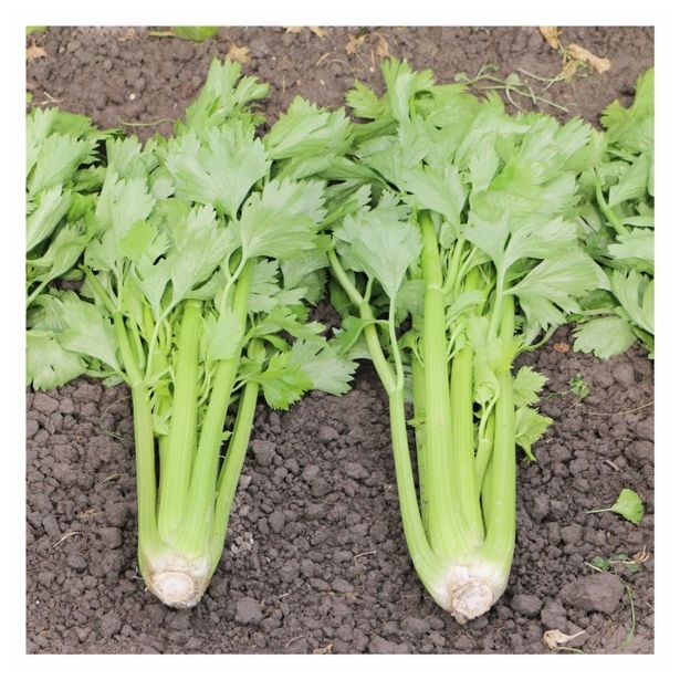 DIŠAVNICA SADIKE ZELENA 9 KOS