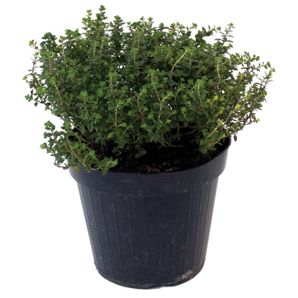 DIŠAVNICA ZLATI TIMIJAN