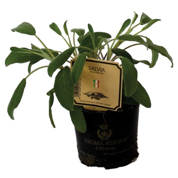 DIŠAVNICA ZLATI ŽAJBELJ