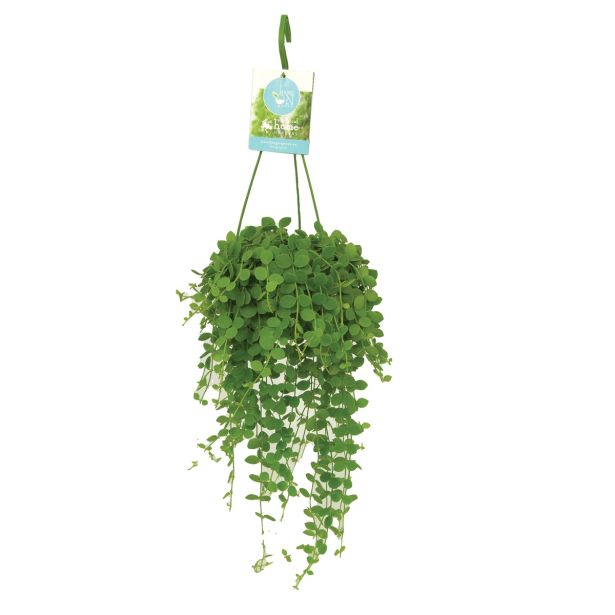 DISCHIDRA NUMMULARIA L14