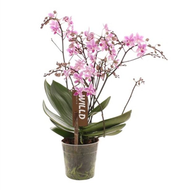 ORHIDEJA DIVJA ORHIDEJA L12