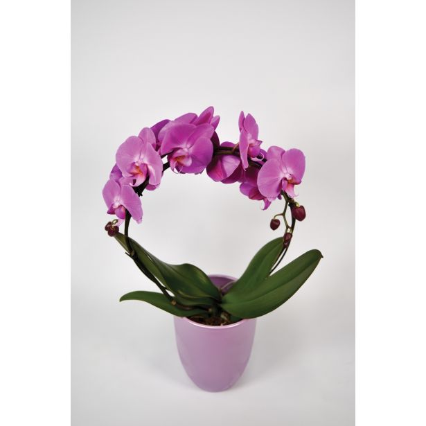 ORHIDEJA DIVJA ORHIDEJA L12