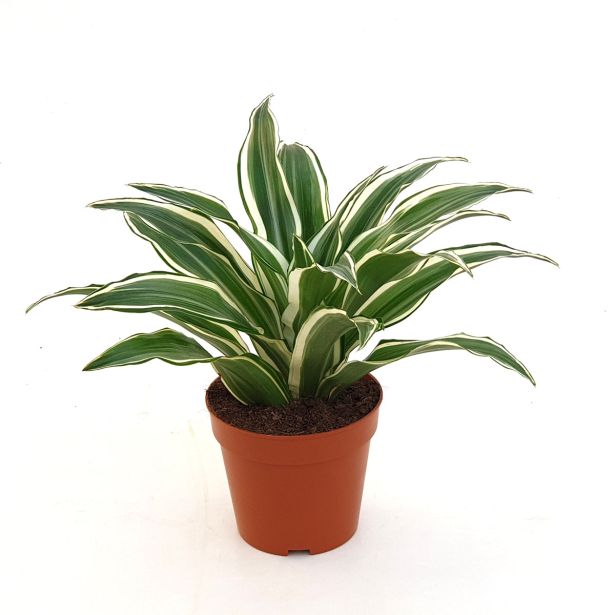 ZMAJEVKA DRACAENA L6