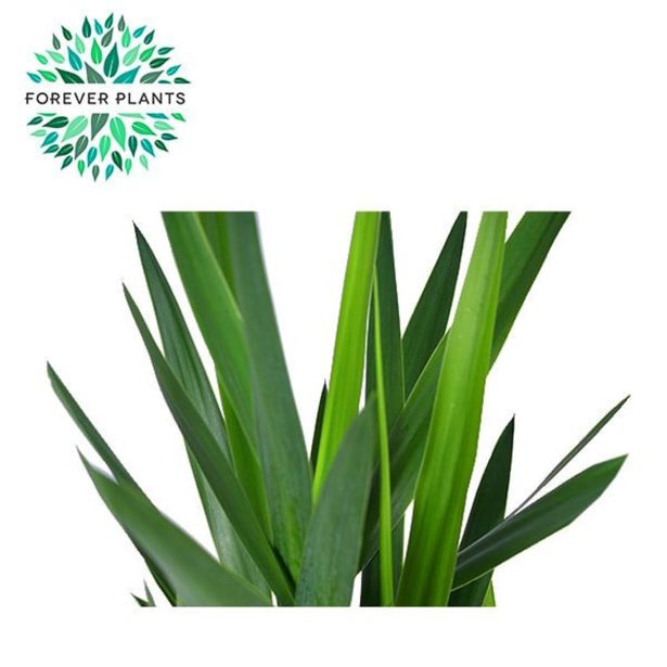 DREVO ŽIVLJENJA JUKA MIX L17