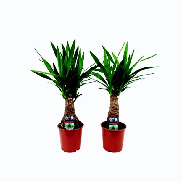 DREVO ŽIVLJENJA L12