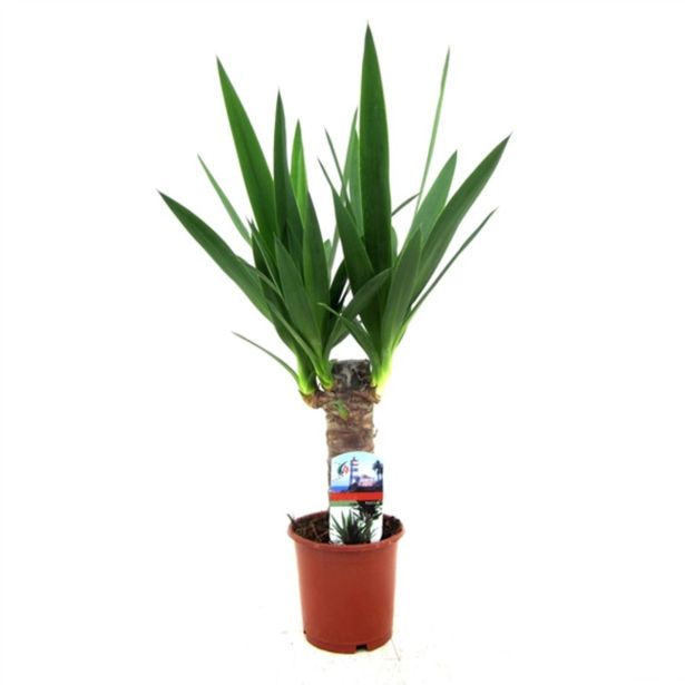 DREVO ŽIVLJENJA L27