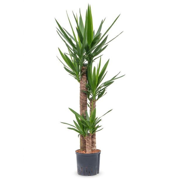 DREVO ŽIVLJENJA YUCCA 3 ST 90-60-30 L27 CM