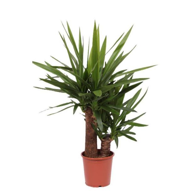 DREVO ŽIVLJENJA YUCCA ELEPHANTIPES 45-20 XL L21 CM
