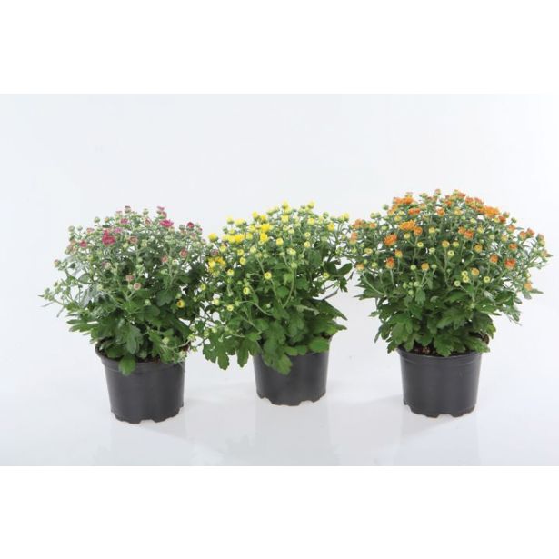 KRIZANTEMA DROBNOCVETNA L12 MINI MUMS