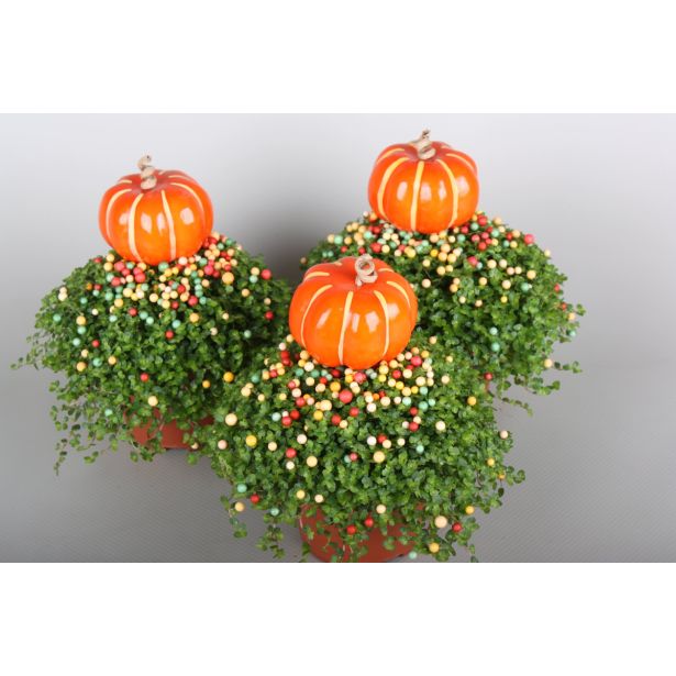 SOBNA ZELENA RASTLINA DRUŽINSKA SREČA L9