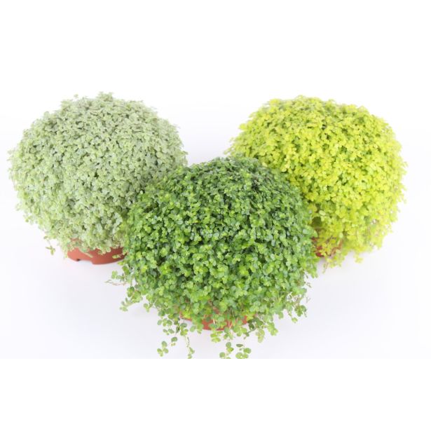 SOBNA ZELENA RASTLINA DRUŽINSKA SREČA MIX L11