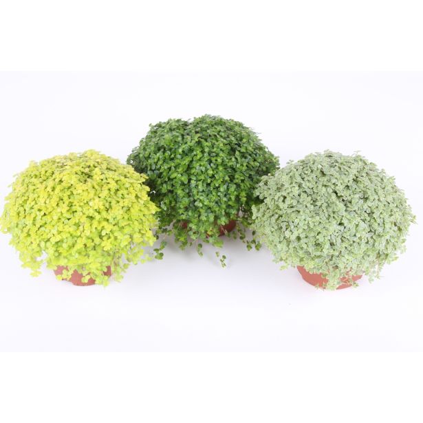 SOBNA ZELENA RASTLINA DRUŽINSKA SREČA MIX L9