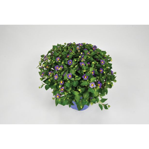 CVETOČA SOBNA RASTLINA EKZAKUM L12