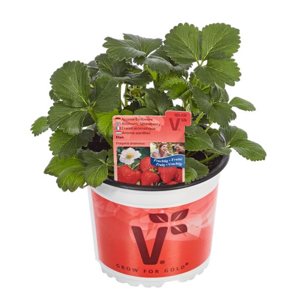 JAGODA VOLMARY ELAN L13