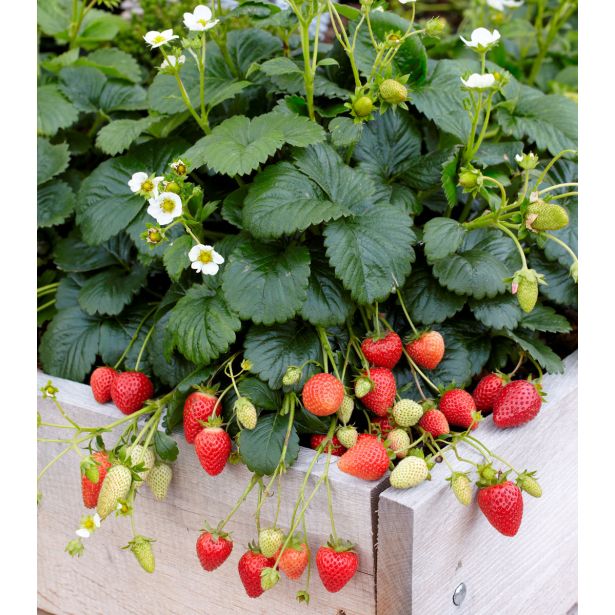 JAGODA VOLMARY ELAN L13