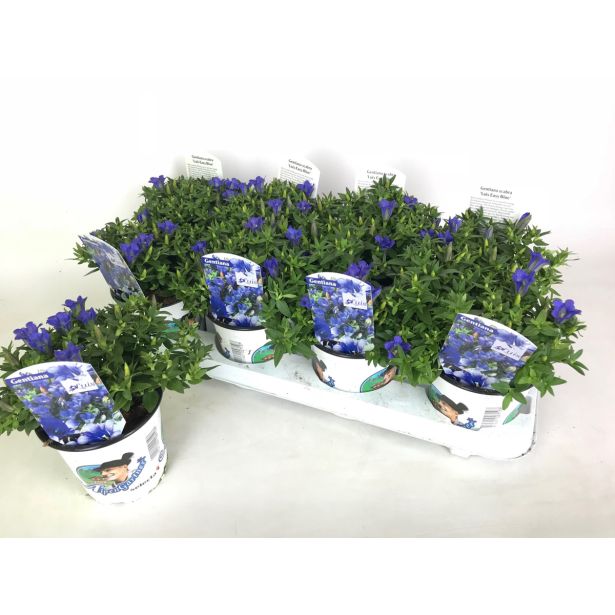 TRAJNICA ENCIJAN 'LUIS' L12