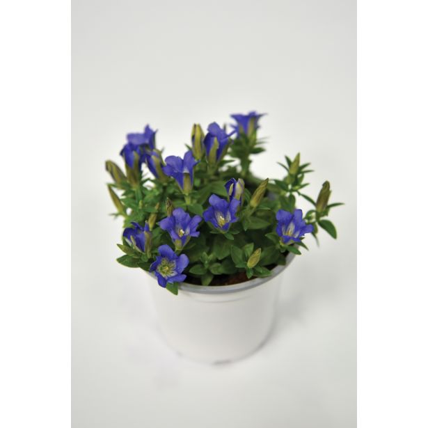 TRAJNICA ENCIJAN GENTIANA SCABRA BLUE HEART