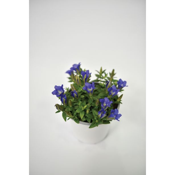 TRAJNICA ENCIJAN GENTIANA SCABRA BLUE HEART