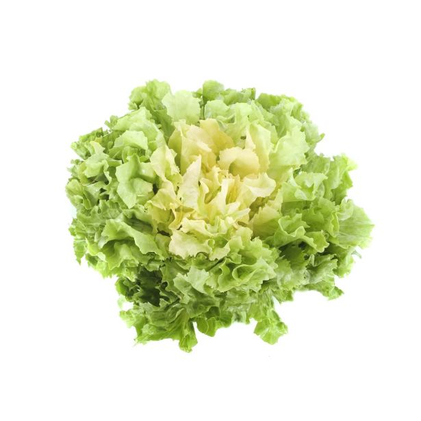 LISTNA ZELENJAVA L'ORTO FRUTTIFERO ENDIVIJA 8/1 DI BORDEAUX KULTIPAK