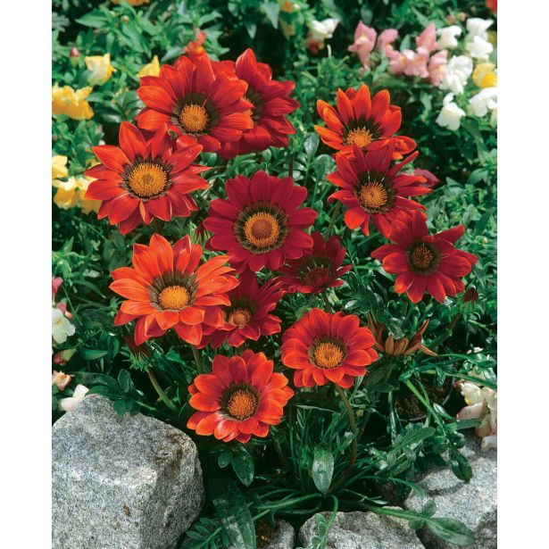 ENOLETNICA GAZANIA L10.5CM