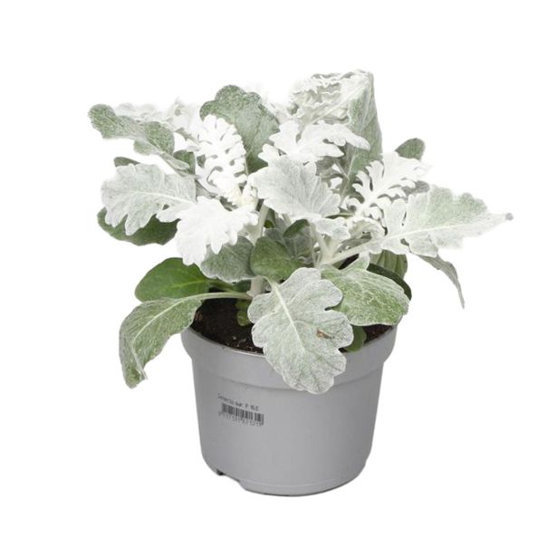 ENOLETNICA JACOBEAE MARITIMA L9 CM