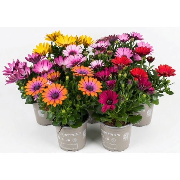 ENOLETNICA KAPSKI MESEČEK L11 CM