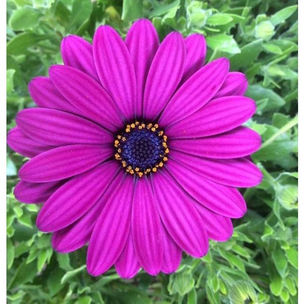 ENOLETNICA KAPSKI MESEČEK L11 CM