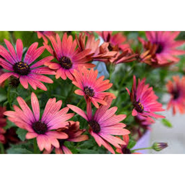 ENOLETNICA KAPSKI MESEČEK L11 CM