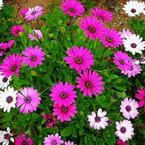 ENOLETNICA KAPSKI MESEČEK L11 CM