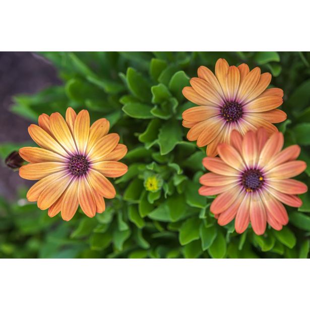 ENOLETNICA KAPSKI MESEČEK (OSTEOSPERMUM) L12CM