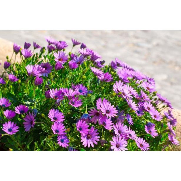 ENOLETNICA KAPSKI MESEČEK (OSTEOSPERMUM) L12CM